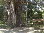 Cabuya Tree - JC's Journeys
