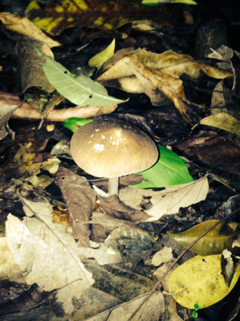 Nocturno Montezuma Night Hike - Mushroom2